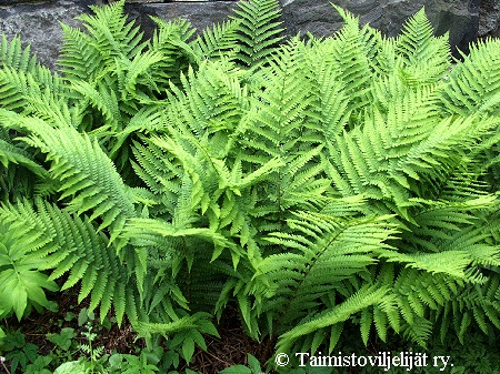 Dryopteris filix-mas